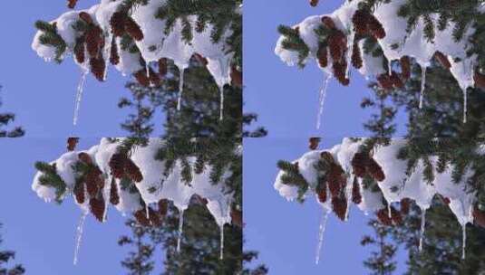阳光照射着积雪覆盖的挂着松果的雪松高清在线视频素材下载