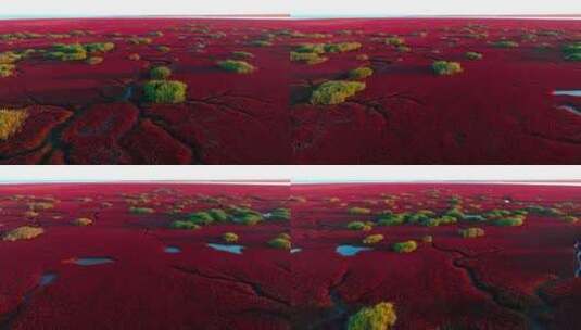 4K湿地辽河口盘锦红海滩丹顶鹤色彩红色高清在线视频素材下载