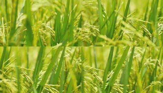 绿色水稻高清在线视频素材下载