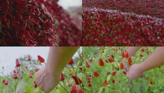 辣椒丰收种植基地采购生产加工素材高清在线视频素材下载