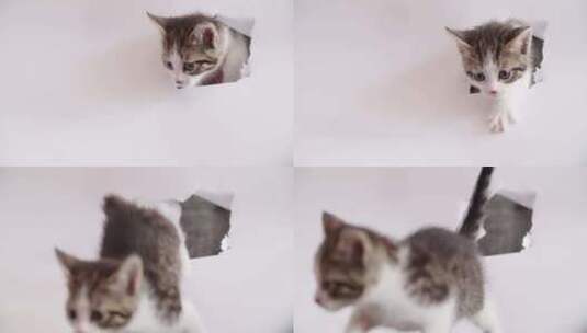 一只小猫从墙壁里钻出来高清在线视频素材下载