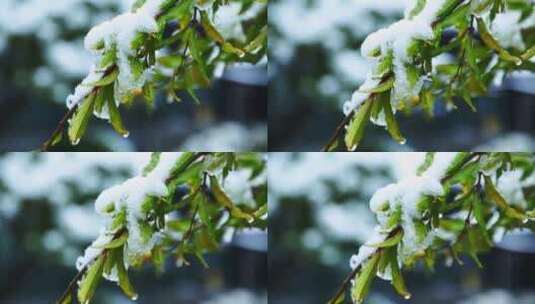 冬天唯美雪景绿叶红花上的雪高清在线视频素材下载