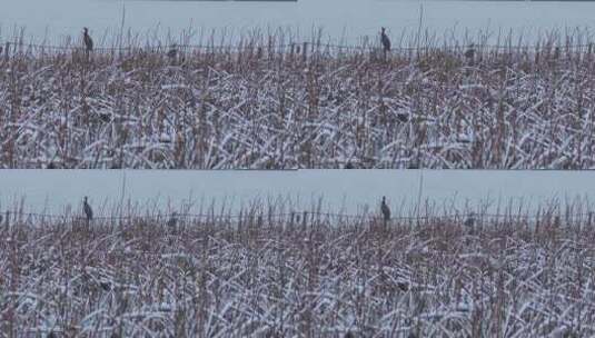 冬天的西湖的鸟与人高清在线视频素材下载