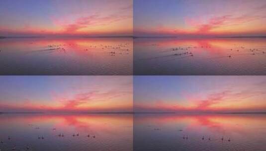 候鸟群飞 鄱阳湖日落高清在线视频素材下载
