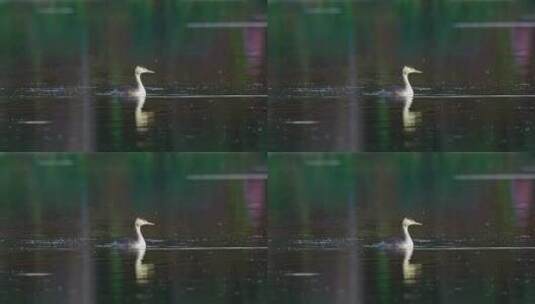 水中觅食的凤头䴙䴘高清在线视频素材下载