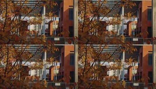 钢筋水泥的城市里秋天树木的黄叶高清在线视频素材下载