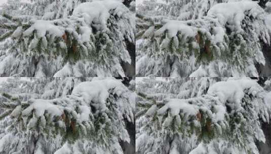 大雪后松树的积雪高清在线视频素材下载