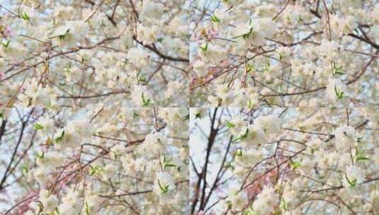 春天盛开的白色樱花高清在线视频素材下载