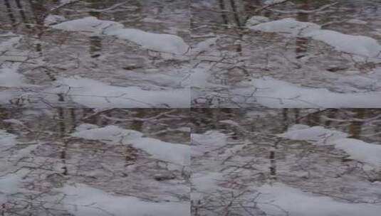 特写落满雪花的枯叶高清在线视频素材下载