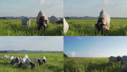 夏季空旷草地上的牛群和羊群高清在线视频素材下载