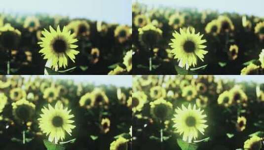 日落时种植园里的许多亮黄色大向日葵高清在线视频素材下载
