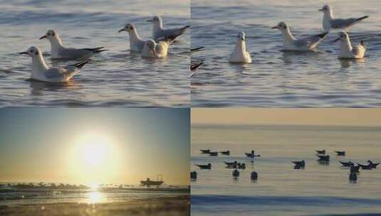 海面海鸥高清在线视频素材下载