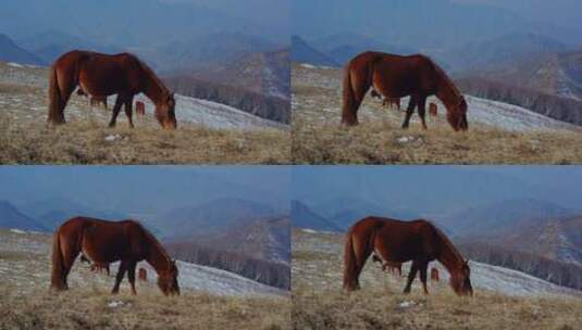 高山牧场高清在线视频素材下载