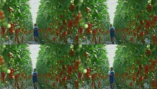 农业企业所有者设备监控种植园内番茄收获过高清在线视频素材下载