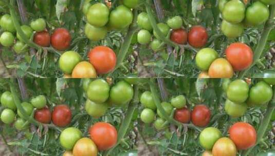番茄 西红柿 有机 绿色高清在线视频素材下载