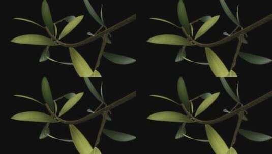 种植橄榄-延时-III-非常近距离变焦-高清在线视频素材下载
