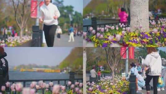 公园景区郁金香游客观赏花朵踏青人流风景视高清在线视频素材下载