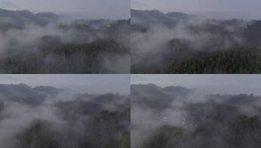 竹海竹林晨雾萦绕高清在线视频素材下载