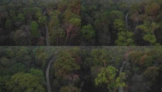 森林树林热带雨林古茶林古茶树林高清在线视频素材下载