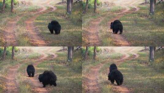一对懒熊走在森林的小路上。高清在线视频素材下载