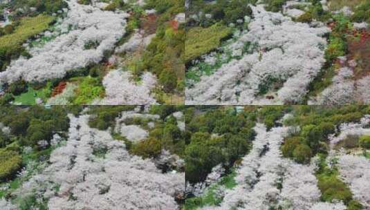 无锡金匮公园樱花航拍斜拉视角高清在线视频素材下载