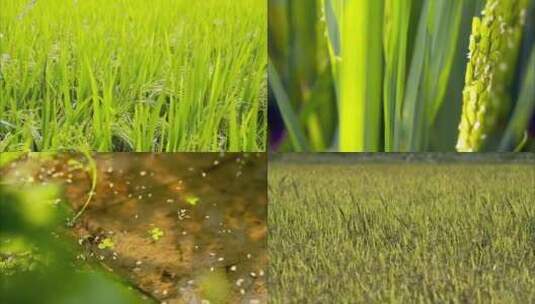 水稻开花时期农业耕地高清在线视频素材下载