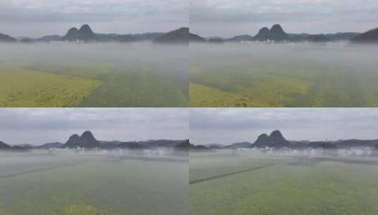 航拍油菜花海罗田云南春天蓝天白云风景景区高清在线视频素材下载