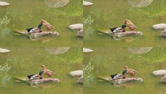 春天池塘中的一对鸭子高清在线视频素材下载
