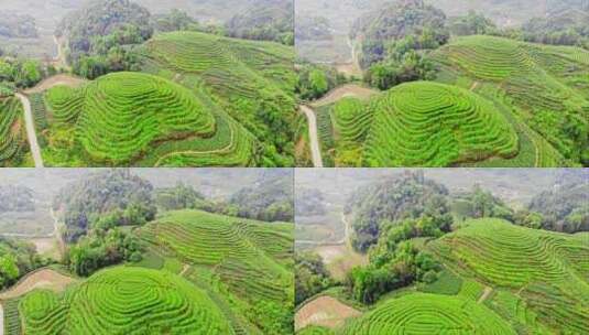 四川雅安大地指纹茶山茶园航拍高清在线视频素材下载