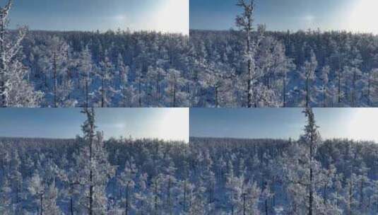 大兴安岭原始森林高山雾凇高清在线视频素材下载