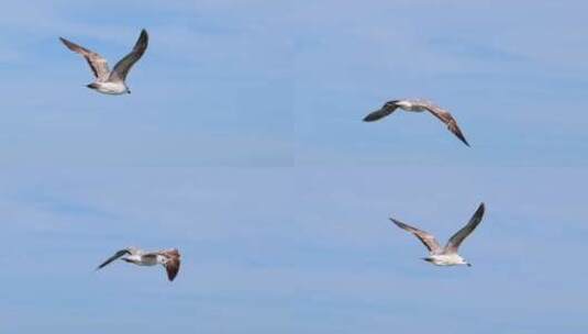 一只展翅飞翔的海鸥的慢动作特写镜头。高清在线视频素材下载