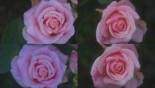 4K粉玫瑰高清在线视频素材下载