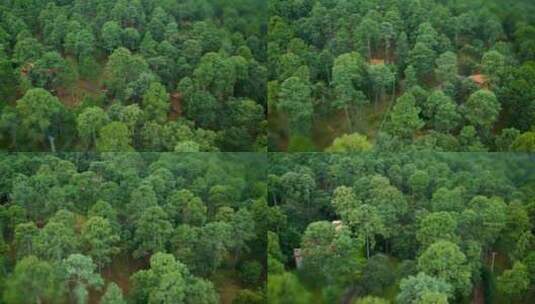森林航拍高清在线视频素材下载
