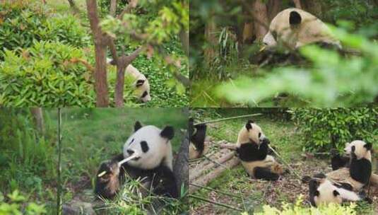 可爱国宝大熊猫吃竹叶玩耍合集高清在线视频素材下载