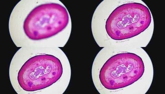 显微镜下的水蛭横切面高清在线视频素材下载