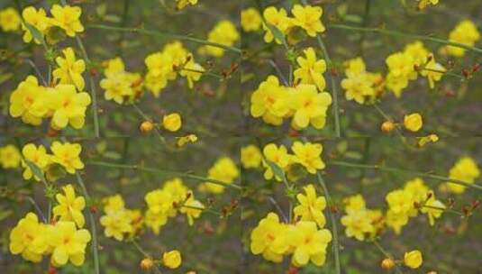 早春迎春花清明花小黄花花簇花瓣花蕊植物高清在线视频素材下载