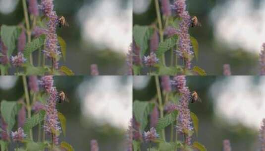 蜜蜂，昆虫，授粉，蜜蜂高清在线视频素材下载