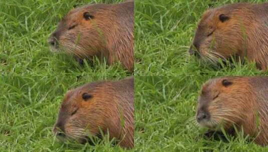 海狸鼠、食草动物、Coypu、啮齿动物高清在线视频素材下载