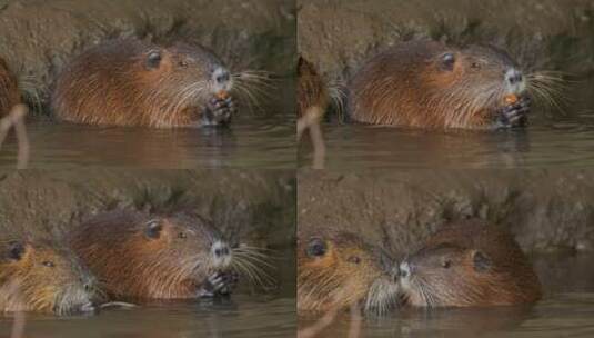 海狸鼠、食草动物、Coypu、啮齿动物高清在线视频素材下载