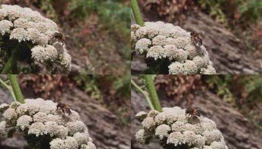 蜜蜂在花上的特写视频高清在线视频素材下载