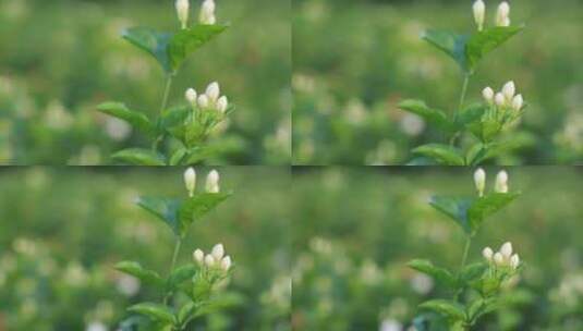 唯美茉莉花与茉莉花茶制作福州茉莉花种植园高清在线视频素材下载