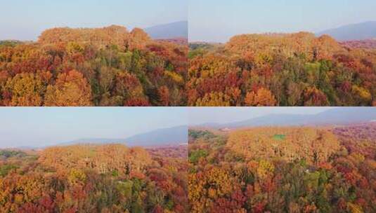 航拍秋季清晨南京中山陵风景区美龄宫高清在线视频素材下载