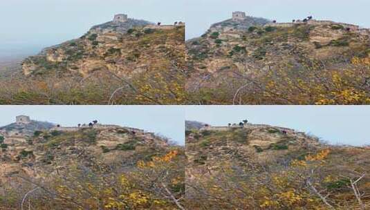 长城爬长城秋季景色高清在线视频素材下载