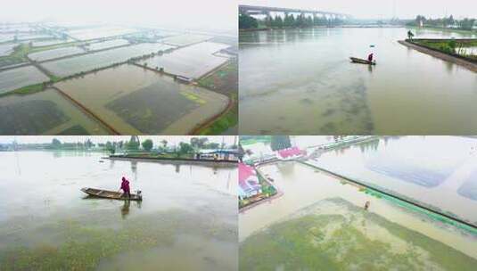 大片水域的水产养殖基地俯瞰全景高清在线视频素材下载