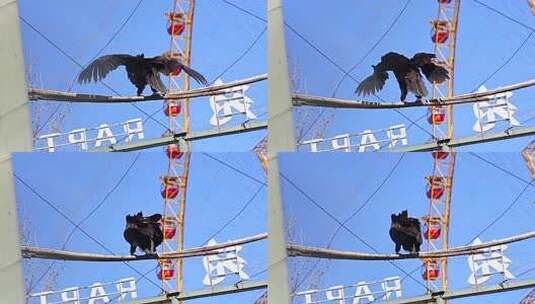 秃鹰 草原雕 鸟 动物 动物园 小鸟 隼形目高清在线视频素材下载