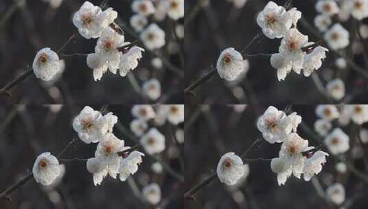 特写白梅花枝高清在线视频素材下载
