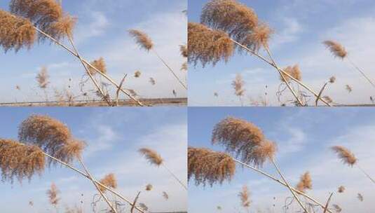 芦苇 苇 葭 芦竹 蒲苇 苇子草 草 冬天高清在线视频素材下载