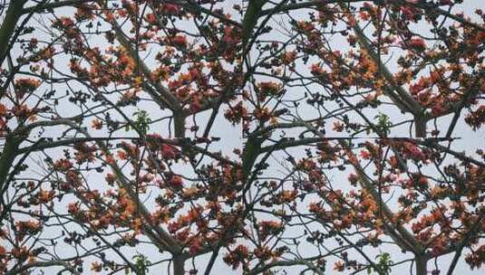 盛开的木棉花特写高清在线视频素材下载