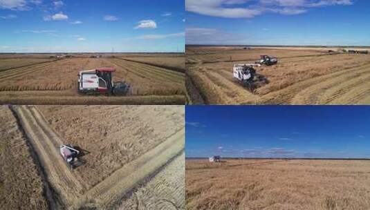 航拍三农业北大荒秋季粮食丰收获水稻收割机高清在线视频素材下载