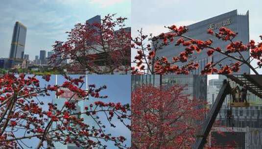 城市中盛开的木棉花与高楼景观高清在线视频素材下载